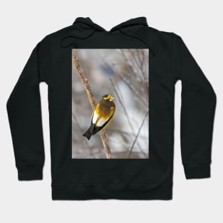 Evening Grosbeak - Algonquin Park Hoodie